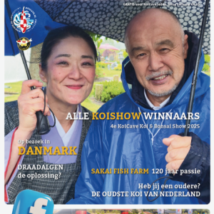 KoiSplash Augustus 2025